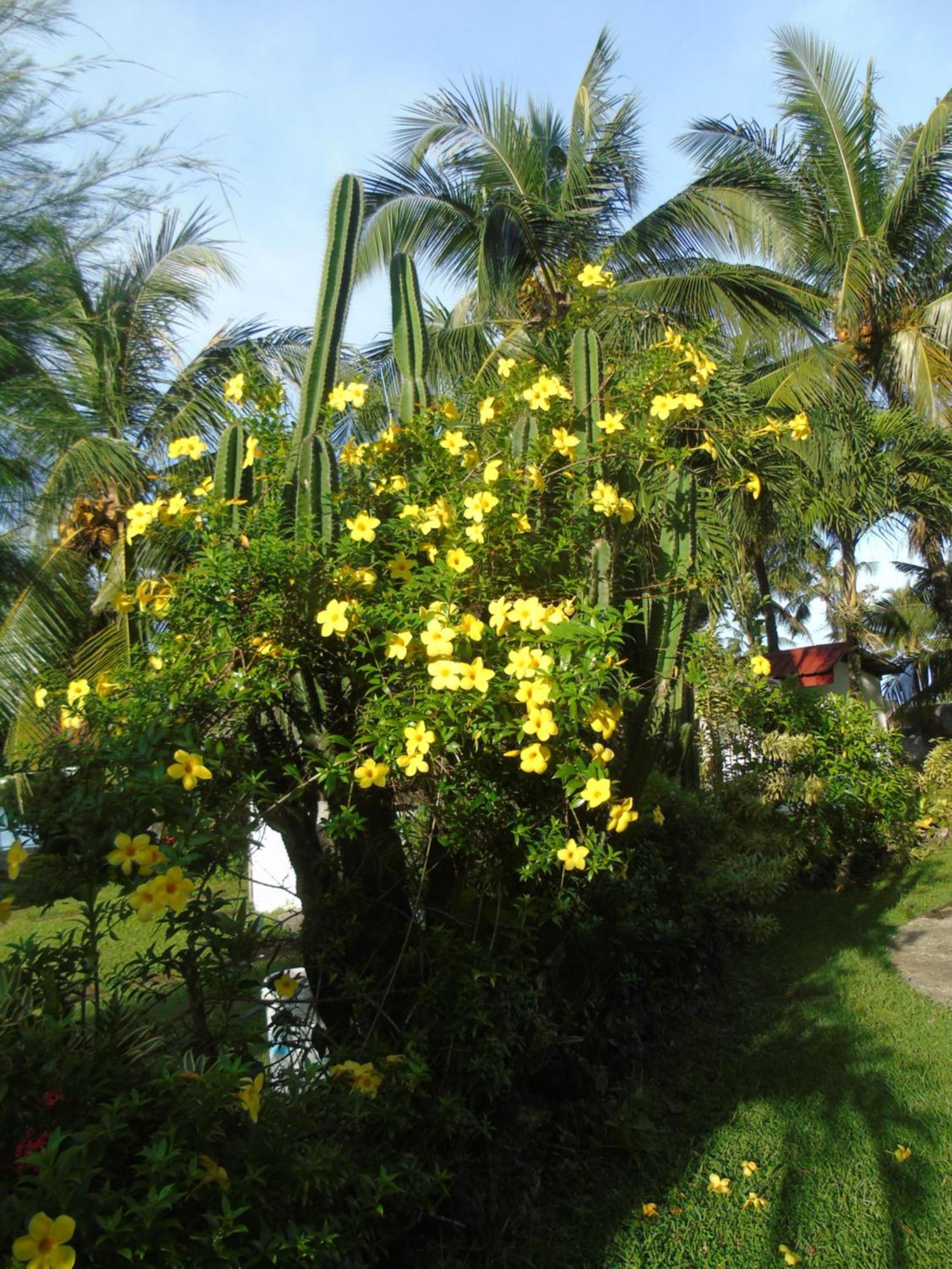Phaidon Beach Resort Pandan Exterior foto
